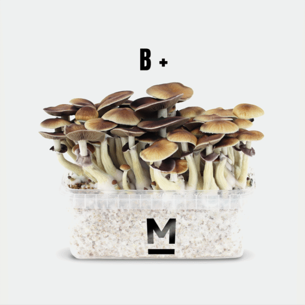 magic-mushroom-grow-kit-b-by-mondo-online-600x600-1.png